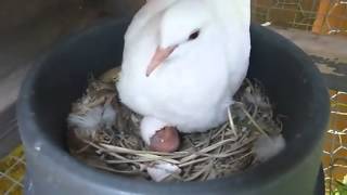 Ring Neck Dove Starting to Hatch [upl. by Llenrub719]