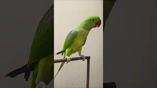 Mithu parrot sound parrot funny birds pakistan pahadi cute mitthu baby trending shortsfeed [upl. by Aieka]