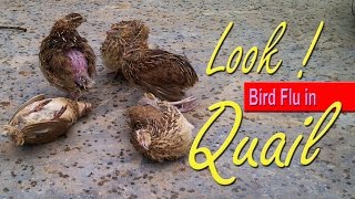 Avian Flu Bird Flu Symptoms 鳥 インフルエンザ Influenza H5N1 Virus in Quail 養鶏 場 [upl. by Lobiv]