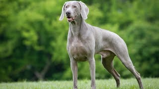 Weimaraner  Fiercely protective of the dog breed [upl. by Awhsoj]