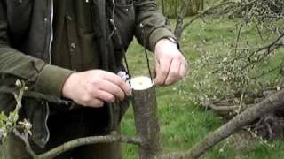 Fruitwise apple tree grafting guide rind grafting [upl. by Sclar]