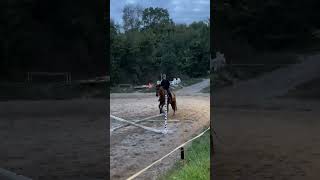 Árnyék tegnap 😍 equestrian showjumping horses shadow [upl. by Alard]