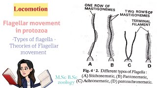 LocomotionFlagellar movement in protozoaTypes of Flagella Theories of Flagellar movt MSc BSc [upl. by Ewell]