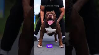 Battle of Titans Pitbull vs Rottweiler – Who Will Dominate 💪🐶💥quot [upl. by Itnavart711]