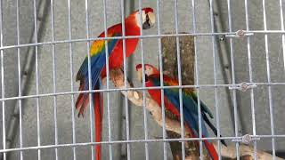 Scarlet Macaws Screaming and Fighting [upl. by Ellehsor963]