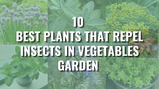 10 Best Plants That Repel Insects In Vegetables Garden amp Uses For Companion Planting [upl. by Lenuahs644]