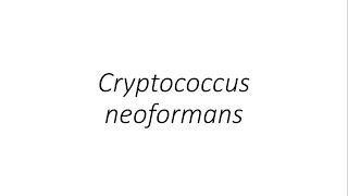 Cryptococcus neoformans  Microbiology [upl. by Divadnhoj]