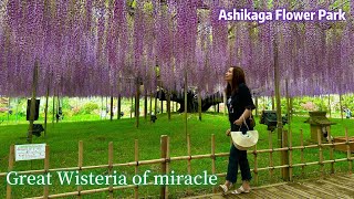 Top Most Big Wisteria’s flower a Natural Monument 【Ashikaga flower park】足利フラワーパーク 大藤まつり [upl. by Colette901]