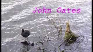 Coots Coots by John Oates wwwsanquaypublishingcom [upl. by Ainotahs]