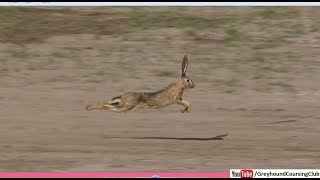 wild rabbits for coursing greyhounds in chak 82 greyhound coursing club [upl. by Audette]