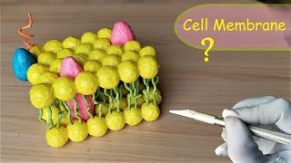 How to make Cell Membrane Model  DIY Project [upl. by Rosemari388]