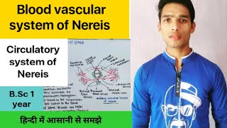 Blood vascular system of Nereis Circulatory System of Nereis [upl. by Nats]