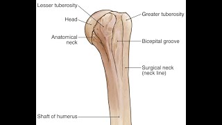 Anatomy of the lesser and greater tubercles of the humerus bone [upl. by Jordanson]