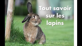 🐇 Tout savoir sur les lapins [upl. by Ayarahs]