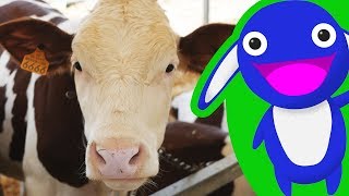 Cow video and song for kids  Moogoopi educational show about cows and dairy for children [upl. by Sirej]