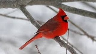 OFFICIAL VIDEO NORTHERN CARDINAL UNIQUE BIRD CALL SINGING [upl. by Hakym]