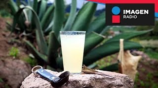 Pulque la verdadera bebida de los dioses [upl. by Yenobe]