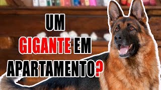 Posso ter cachorros grandes em apartamento Com 10 dicas [upl. by Neelyt856]