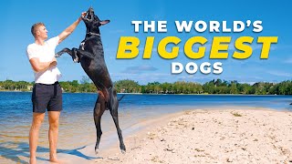 All about GREAT DANES  Everything you need to know before getting one [upl. by Alle]