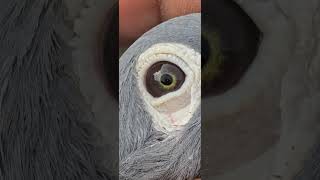 Jan aarden gold Eye bird most powerful line 2025🔥🔥 pigeon racinghomerpigeon birds [upl. by Ferguson]