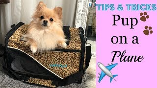 Tips for Flying With Your Dog On A Plane  Katziela Pet Carrier [upl. by Siravart]