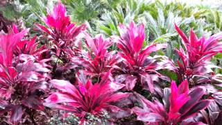 Cordyline fruticosa rubra  Palm Lily HD 03 [upl. by Spearing113]