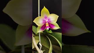 Phalaenopsis bellina var Coerulea orchid flowers [upl. by Mayyahk]