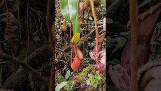 Nepenthes macrophylla in Sabah Borneo one of the best Nepenthes ever music nepenthes Borneo [upl. by Kern]