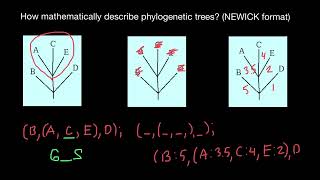 Bioinformatics Newick tree format [upl. by Brewster]