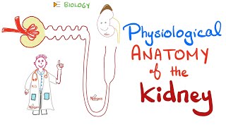 Kidney Physiology  PCT loop of Henle DCT Collecting Ducts [upl. by Truelove]