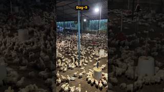 Day9  Chicks Feeder and Drinker Height in Poultry farm chicks feeder poultry [upl. by Ikaz]