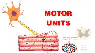 fasciculation fibrillation motor unit [upl. by Enimrac]