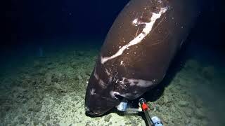 Pacific Sleeper Shark 🦈 at 1400m in the Tonga Trench [upl. by Emmer476]