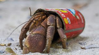 Hermit Crabs Use Litter for Shells  Wild Thailand  BBC Earth [upl. by Halik]