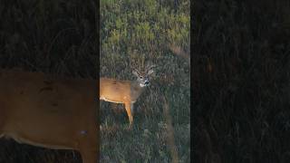 This Broadhead Blew Through THIS BUCK 🦌 [upl. by Lovell]