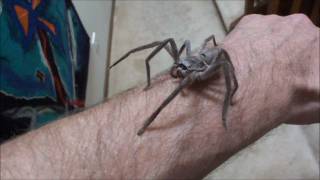 Me handling a Huntsman spider HD [upl. by Rosanne]