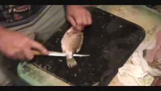 FISH FILLETING CLEANING amp CARE  Video 1 of 7  CRAPPIE BLUE GILL [upl. by Attemaj108]