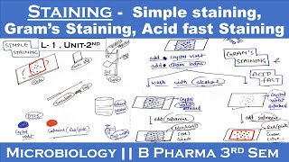 Staining techniques in microbiology  Simple staining  Gram s staining  Acid fast staining U2 [upl. by Archibaldo]