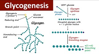 Glycogenesis  Glycogen Metabolism  Carbohydrate Metabolism  Biochemistry [upl. by Arodoeht]