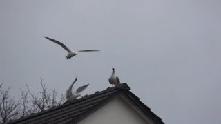 funny seagull sound by ani male [upl. by Eicarg]