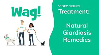 Natural Giardiasis Remedies in Dogs  Wag [upl. by Adnawyek126]