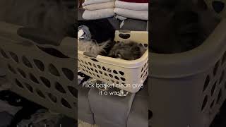 Keeshond helps with laundry 🧺 keeshond puppies puppy dog cleaning dogs [upl. by Amein733]