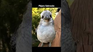 PAJARO SABROSON [upl. by Howlond]