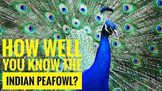 Indian Peafowl  Description Characteristics and Facts [upl. by Goldner257]