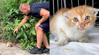 Little Scared Kitten Was Tricked to Be Rescued  Adoption [upl. by Laurance]