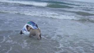 Dog Attacks Shark in Florida [upl. by Diandre8]