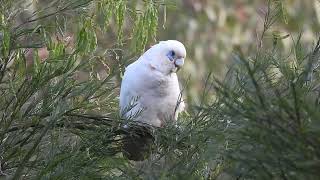 Little Corella Hervey Bay Qld [upl. by Shepherd]