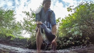 Easily catch Alaskan salmon by bare hands and eat it raw [upl. by Collimore]