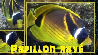 Chaetodon lunula Lacépède 1802 HD Papillon rayé  Aquarium de Paris 012015 [upl. by Tann]