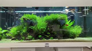 Juwel Rio 180 Office aquarium  Dec 2023 [upl. by Searby]